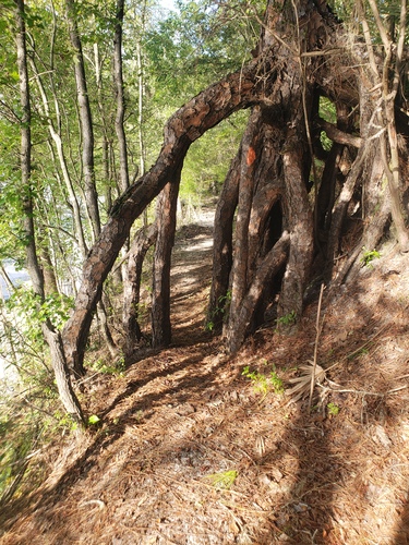 Expedition Central - Kayaking and Canoeing the Suwannee River - Live Oak Florida